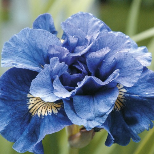 Iris sibirica 'Concord Crush' - Siberi iiris 'Concord Crush'